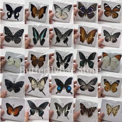 real butterfly specimens | natural insect collection & art decor