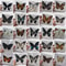 Real Butterfly Specimens Natural Insect Collection Art Decor 0