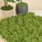 Eternal Life Artificial Moss Premium DIY Craft Landscape Greenery 3
