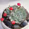 Mini Mushroom Set Fairy Garden Bonsai Resin Crafts 4
