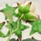 50Piece Realistic Simulation Rose Leaf Decoration Faux Foliage Accessories For DIY Bouquets Home 3