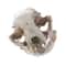 Resin Realistic Cat Skull Replica Medical Teaching Skeleton Model Gothic Home Decor Ornament 0