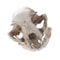 Resin Realistic Cat Skull Replica Medical Teaching Skeleton Model Gothic Home Decor Ornament 0