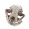 Resin Realistic Cat Skull Replica Medical Teaching Skeleton Model Gothic Home Decor Ornament 2