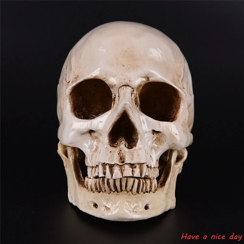 LifeSize Human Head Resin Replica Medical Grade Model HighQuality Decorative Craft Skull For Hall 1