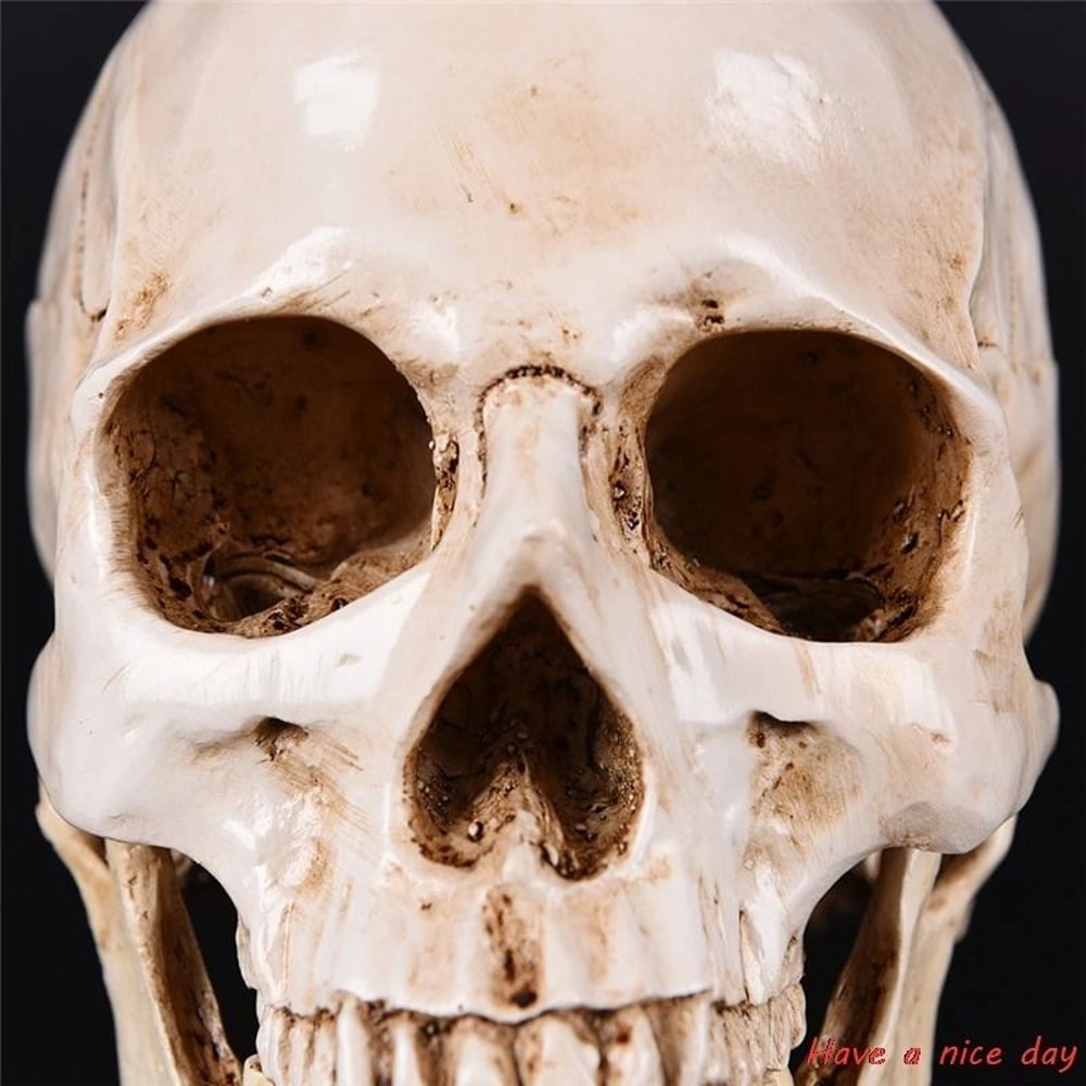 LifeSize Human Head Resin Replica Medical Grade Model HighQuality Decorative Craft Skull For Hall 2