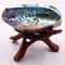 Polished Natural Paua Abalone Shell Sage Smudge Kit With Tripod Stand For Spiritual Cleansing Hom 5