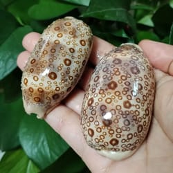 eyed cowrie shell set – talparia argus serpent's head sea shells for home decor & aquarium landscaping