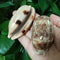 Eyed Cowrie Shell Set Talparia Argus Serpents Head Sea Shells For Home Decor Aquarium Landscaping 3