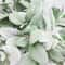 10Piece Flocked Artificial Lambs Ear Stems Premium Faux Greenery For Wedding Bouquet 4