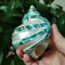 Natural Banded Turbo Shells Real Green Blue Jade Large Hermit Crab Shells For Coastal Home Decor 6