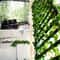 Artificial Green Ivy Vine Garland HighDefinition Hanging Creeper For Modern Garden Wedding Sanctu 5