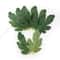 Premium Artificial Watermelon Leaf Accents 50Piece 4