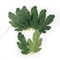 Premium Artificial Watermelon Leaf Accents 50Piece 4