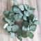 10Piece Premium Silk Eucalyptus Stem Set 2