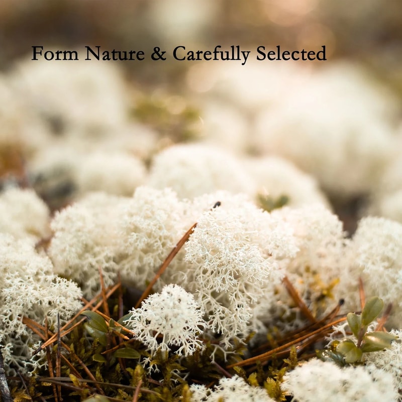 Premium NaturalEffect Reindeer Moss For Artisanal Decor 5
