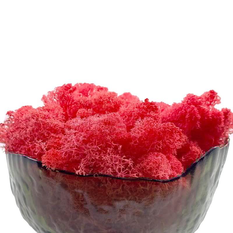 Premium NaturalEffect Reindeer Moss For Artisanal Decor 6