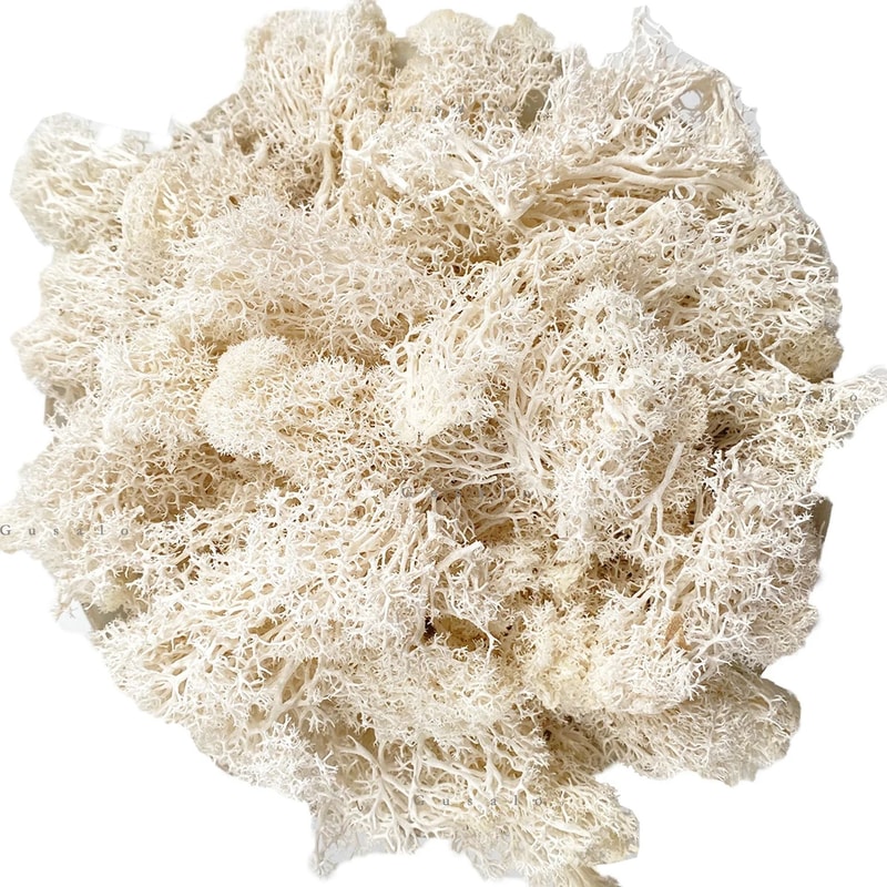 Premium NaturalEffect Reindeer Moss For Artisanal Decor 7