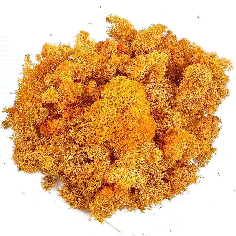 Premium NaturalEffect Reindeer Moss For Artisanal Decor 17