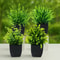4Piece Artificial Miniature Potted Plant Set 5