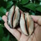 Genuine Arabian Cowry Shells 2Piece Natural Collectors Set 4