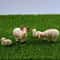 Miniature Sheep Family Set HighDefinition Pastoral Botanical Sculpture 0