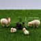 Miniature Sheep Family Set HighDefinition Pastoral Botanical Sculpture 2