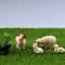 Miniature Sheep Family Set HighDefinition Pastoral Botanical Sculpture 3