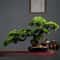 Arboreal Narrative Bonsai HighDefinition Elemental Architectural Sculpture 0