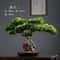 Arboreal Narrative Bonsai HighDefinition Elemental Architectural Sculpture 1