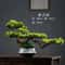 Arboreal Narrative Bonsai HighDefinition Elemental Architectural Sculpture 3