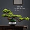 Arboreal Narrative Bonsai HighDefinition Elemental Architectural Sculpture 3