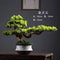 Arboreal Narrative Bonsai HighDefinition Elemental Architectural Sculpture 4