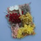 Botanical Narrative Elements HighDefinition Preserved Floral Materials 9