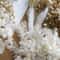Botanical Narrative Elements HighDefinition Preserved Floral Materials 6