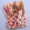 Botanical Narrative Elements HighDefinition Preserved Floral Materials 8
