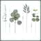 Arboreal Narrative Stems HighDefinition Eucalyptus Architectural Ornament 2