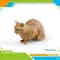 Feline Narrative Sculpture HighDefinition Lying Orange Cat Architectural Ornament 14
