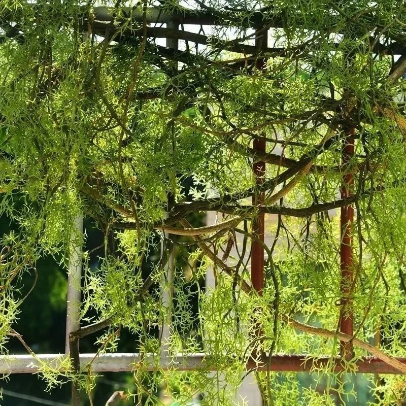 Long Artificial Asparagus Fern Hanging Vine Lush Faux Rattan Greenery For Wall And Lobby Decor 5