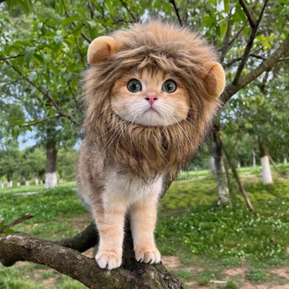 Adorable Lion Mane Pet Transformation Cap 7