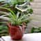 BirdStyle Automatic Plant Water Dispenser 3