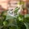BirdStyle Automatic Plant Water Dispenser 4