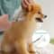 4Piece SafetyTip Pet Grooming Set 5