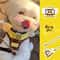 Sweet Bee Breathable Harness Leash Set Soft Mesh Summer Puppy Vest 0
