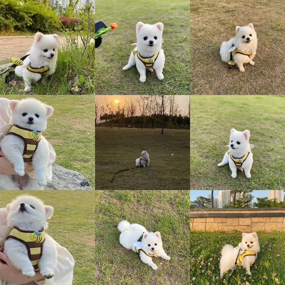 Sweet Bee Breathable Harness Leash Set Soft Mesh Summer Puppy Vest 4