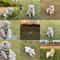 Sweet Bee Breathable Harness Leash Set Soft Mesh Summer Puppy Vest 4