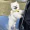 Sweet Bee Breathable Harness Leash Set Soft Mesh Summer Puppy Vest 6