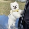 Sweet Bee Breathable Harness Leash Set Soft Mesh Summer Puppy Vest 6