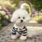 Fashion Striped Collared Dog Shirt Breathable Soft Cotton Summer Tee 3