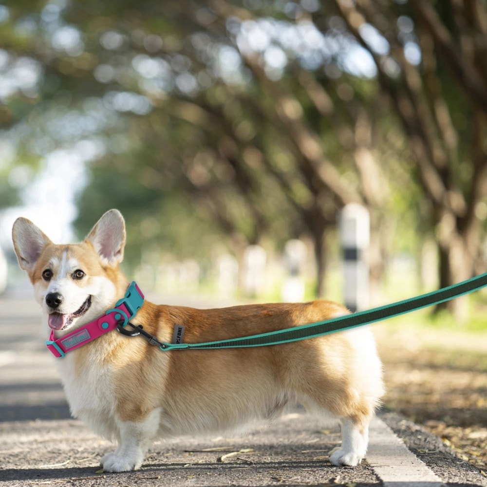 LongTrack Training Leash NonSlip Latex Silk Lead For Small To Large Dogs 5